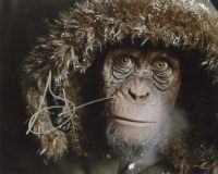 Steve Zahn from the movie WAR FOR THE PLANET OF THE APES
